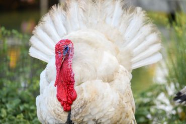 Turkey