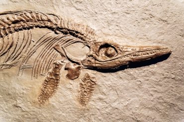 Fossil