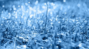 Rain on grass